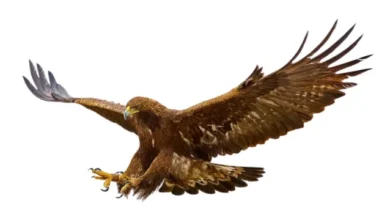 golden eagle facts