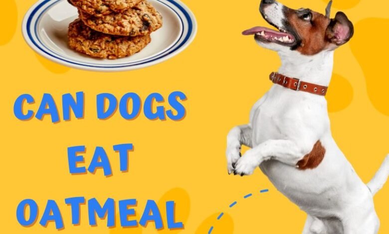 Can Dogs Have Oatmeal Cream Pies