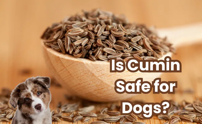 Is Cumin Safe for Dogs?