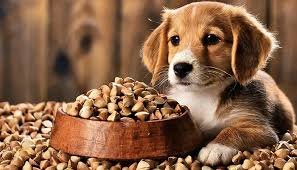 Can dogs eat Buckwheat