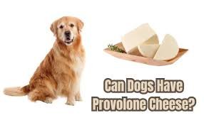 Provolone cheese