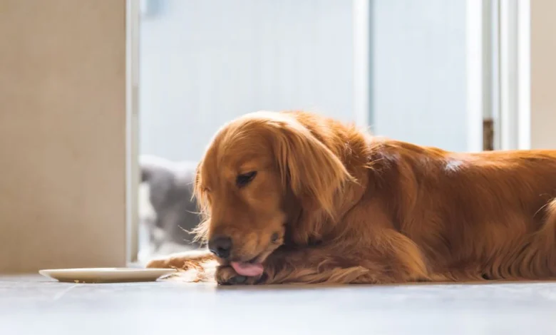 Stop Dog Chewing Paws