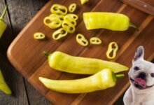 Can Dogs Eat Sweet Banana Peppers