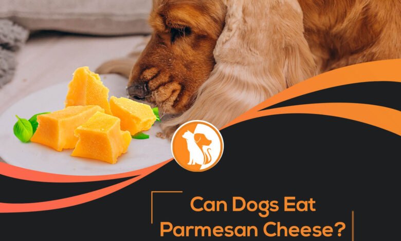 Can Dogs Eat Parmesan Cheese