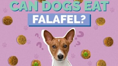 Is Falafel Safe for Dogs? Exploring Potential Risks