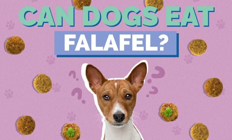 Is Falafel Safe for Dogs? Exploring Potential Risks