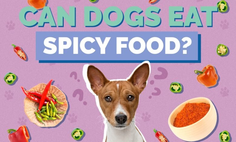 Can Dogs Eat Spicy Food