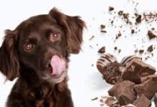 Chocolate Toxicity in Dogs Calculator