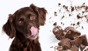 Chocolate Toxicity in Dogs Calculator