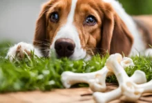 Can Dogs Eat Rabbit Bones