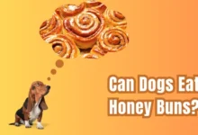 Can Dogs Eat Honey Buns