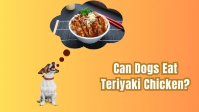 Can Dogs Eat Teriyaki Chicken