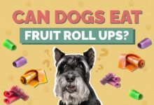 Can Dogs Eat Fruit Roll-Ups