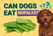 Can Dogs Eat Nopales