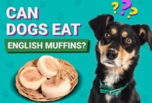 Can Dogs Eat English Muffins