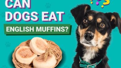 Can Dogs Eat English Muffins