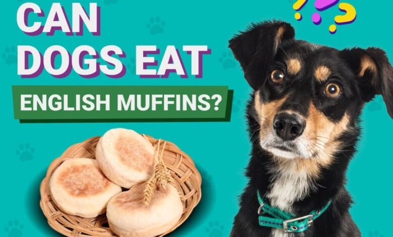 Can Dogs Eat English Muffins