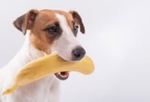 Can Dogs Eat Bananas