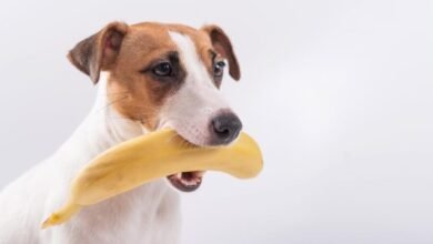 Can Dogs Eat Bananas