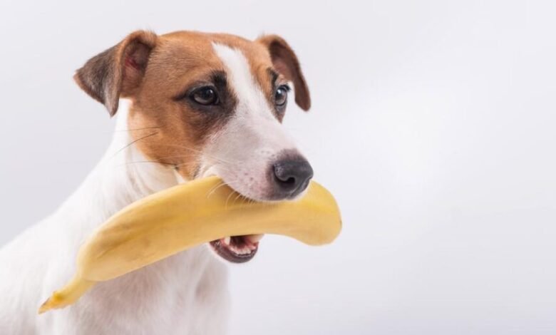 Can Dogs Eat Bananas