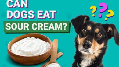 Can Dogs Eat Sour Cream