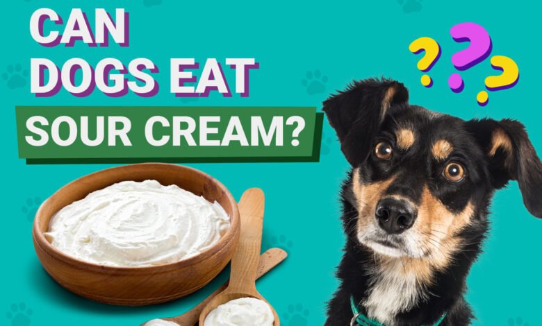 Can Dogs Eat Sour Cream