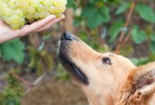 Can Dogs Eat Grapes