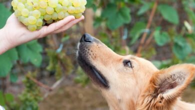 Can Dogs Eat Grapes