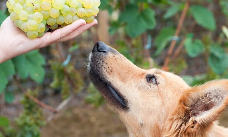 Can Dogs Eat Grapes