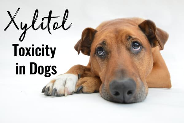 Dog Ate Xylitol and Is Fine