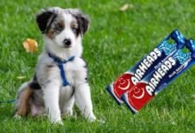 Can Dogs Eat Airheads