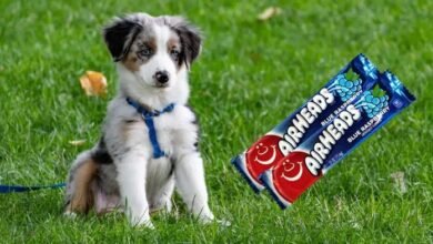 Can Dogs Eat Airheads