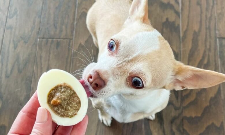 Can Dogs Eat Deviled Eggs