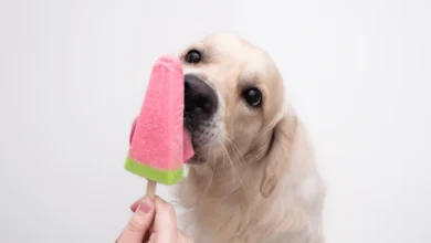 Can Dogs Eat Ice Pops?