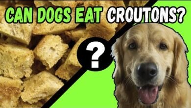 Can Dogs Eat Croutons