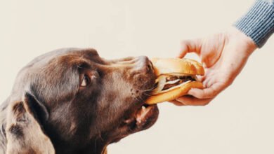 Can Dogs Eat Sloppy Joes