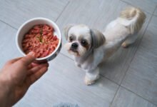 Can Dogs Eat Potted Meat