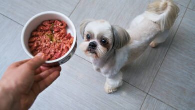 Can Dogs Eat Potted Meat