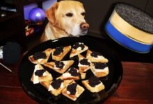 Can Dogs Eat Caviar