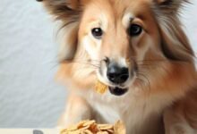 Can Dogs Eat Honey Bunches of Oats?