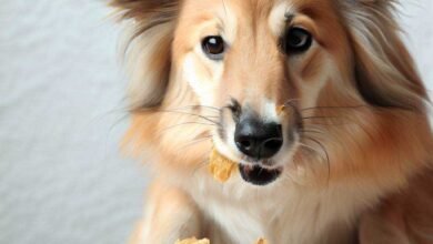 Can Dogs Eat Honey Bunches of Oats?