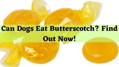 Can Dogs Eat Butterscotch