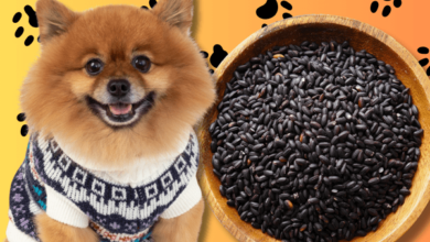 Can Dogs Eat Black Rice