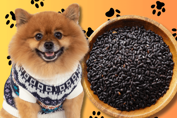 Can Dogs Eat Black Rice