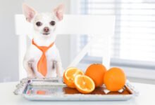 Can Dogs Eat Kumquats