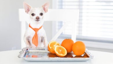 Can Dogs Eat Kumquats