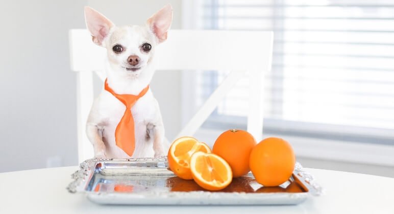 Can Dogs Eat Kumquats