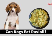 Can Dogs Eat Ravioli