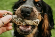 Can Dogs Eat Fish Skin