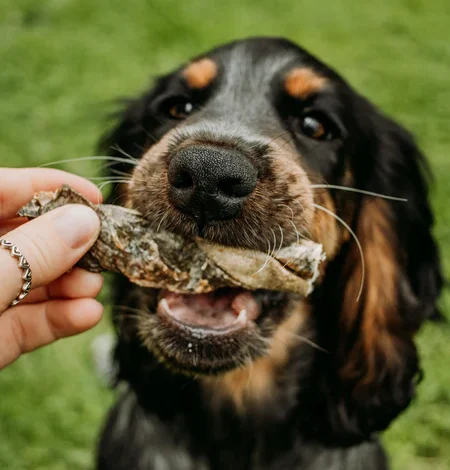 Can Dogs Eat Fish Skin